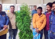 ইউটিউব দেখে জমিতে গাঁজা চাষ, যুবক গ্রেপ্তার