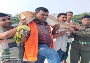 লোকালয় থেকে চিত্রা হরিণ উদ্ধার, সুন্দরবনে অবমুক্ত
