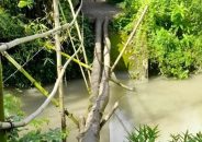 পাকা রাস্তায় বাঁশের সাঁকোই একমাত্র ভরসা: সেতু নেই ৯ বছর!