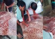 উজিরপুরে নিষিদ্ধ ‘শাপলা পাতা’ মাছ বিক্রি