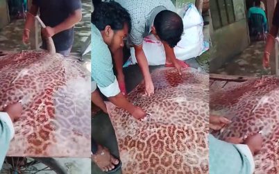 উজিরপুরে নিষিদ্ধ ‘শাপলা পাতা’ মাছ বিক্রি