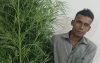 বরিশালে ১০ ফুটের দুইটি গাঁজা গাছসহ কৃষক আটক