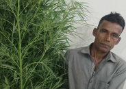 বরিশালে ১০ ফুটের দুইটি গাঁজা গাছসহ কৃষক আটক