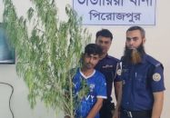 ভান্ডারিয়ায় ৬ ফুট লম্বা গাঁজা গাছসহ যুবক আটক