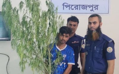 ভান্ডারিয়ায় ৬ ফুট লম্বা গাঁজা গাছসহ যুবক আটক