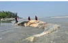 কুয়াকাটা সৈকতে ভেসে এলো বিশালাকৃতির মৃত তিমি