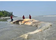 কুয়াকাটা সৈকতে ভেসে এলো বিশালাকৃতির মৃত তিমি