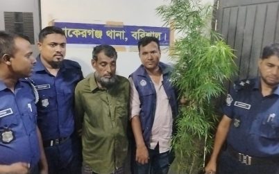 বাকেরগঞ্জে গাঁজার গাছসহ মাদক ব্যবসায়ী গ্রেপ্তার