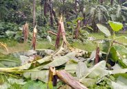 গৌরনদীতে রাতের আঁধারে ৮০টি কলাগাছ কেটে ফেলেছে দুর্বৃত্তরা