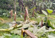 গৌরনদীতে রাতের আঁধারে ৮০টি কলাগাছ কেটে ফেলেছে দুর্বৃত্তরা