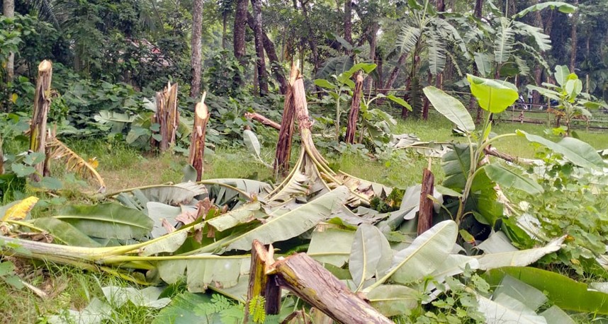 গৌরনদীতে রাতের আঁধারে ৮০টি কলাগাছ কেটে ফেলেছে দুর্বৃত্তরা
