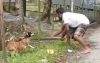পটুয়াখালীতে কুকুর পিটিয়ে হত্যার অভিযোগে মামলা, গ্রেফতারি পরোয়ানা