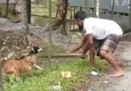 পটুয়াখালীতে কুকুর পিটিয়ে হত্যার অভিযোগে মামলা, গ্রেফতারি পরোয়ানা