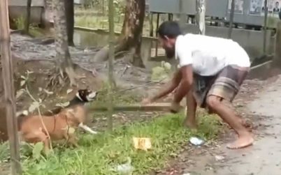 পটুয়াখালীতে কুকুর পিটিয়ে হত্যার অভিযোগে মামলা, গ্রেফতারি পরোয়ানা