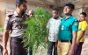 বরিশালে বাগান থেকে দুইটি গাঁজা গাছ উদ্ধার