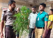 বরিশালে বাগান থেকে দুইটি গাঁজা গাছ উদ্ধার