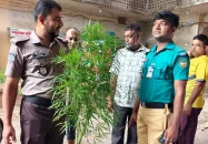 বরিশালে বাগান থেকে দুইটি গাঁজা গাছ উদ্ধার