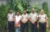 পাটক্ষেতে গাঁজা চাষ, গ্রেপ্তার ১