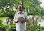 বাকেরগঞ্জে পেনশনের টাকায় তিন পুকুরে মাছ চাষ, বিষ প্রয়োগে মেরে ফেলল দুর্বৃত্তরা