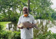 বাকেরগঞ্জে পেনশনের টাকায় তিন পুকুরে মাছ চাষ, বিষ প্রয়োগে মেরে ফেলল দুর্বৃত্তরা