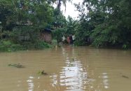টানা বর্ষণে চরফ্যাশনে ফসল ও মাছের ব্যাপক ক্ষতি, বিপর্যস্ত জনজীবন
