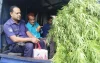 বিশাল গাঁজা গাছসহ আইনজীবী আটক
