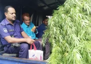 বিশাল গাঁজা গাছসহ আইনজীবী আটক