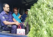বিশাল গাঁজা গাছসহ আইনজীবী আটক