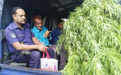 বিশাল গাঁজা গাছসহ আইনজীবী আটক