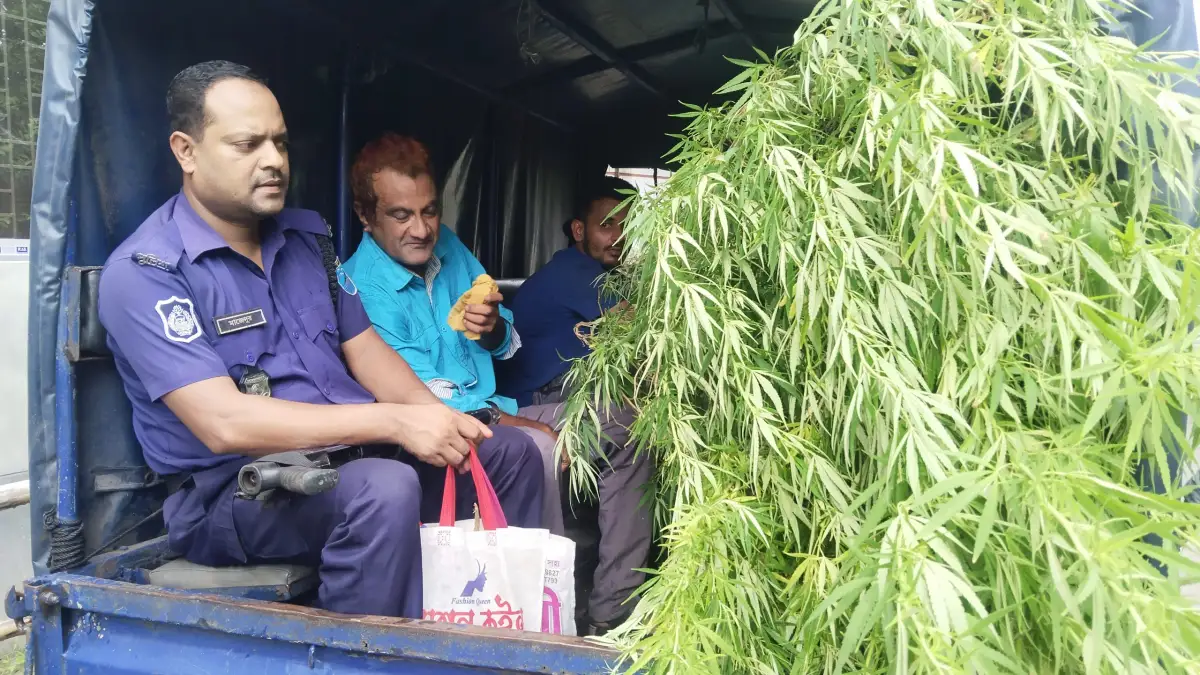 বিশাল গাঁজা গাছসহ আইনজীবী আটক