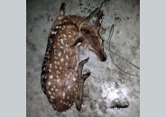 মনপুরায় লোকালয় থেকে হরিণ উদ্ধার
