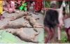 বরিশালে ৭টি শিয়াল পিটিয়ে হত্যায় আদালতে মামলা