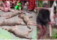 বরিশালে শিয়াল হত্যা করে মাংস দিয়ে রুটি পিঠা খাওয়ার অভিযোগ, ফেসবুকে মাংস বিক্রির বিজ্ঞাপন