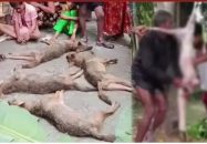 বরিশালে শিয়াল হত্যা করে মাংস দিয়ে রুটি পিঠা খাওয়ার অভিযোগ, ফেসবুকে মাংস বিক্রির বিজ্ঞাপন