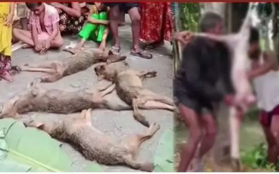 বরিশালে ৭টি শিয়াল পিটিয়ে হত্যায় আদালতে মামলা