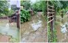 জলাবদ্ধতায় ভোগান্তিতে উথলী মালোপাড়ার অর্ধশত পরিবার