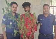কাউখালীতে গাঁজা গাছসহ মাদক ব্যবসায়ী গ্রেফতার