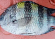 কুয়াকাটার গভীর সমুদ্রে জেলেদের জালে ধরা পড়ল বিরল ‘সার্জেন্ট মেজর’ মাছ
