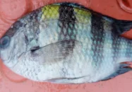 কুয়াকাটার গভীর সমুদ্রে জেলেদের জালে ধরা পড়ল বিরল ‘সার্জেন্ট মেজর’ মাছ