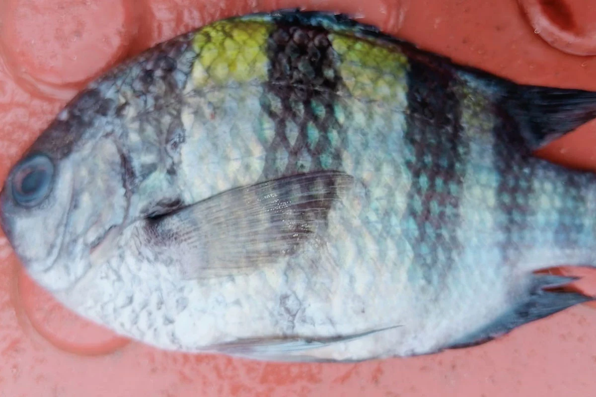 কুয়াকাটার গভীর সমুদ্রে জেলেদের জালে ধরা পড়ল বিরল ‘সার্জেন্ট মেজর’ মাছ