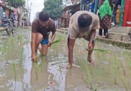গাজীপুরে শেষ হয়নি সড়ক সংস্কারের কাজ, ধানের চারা রোপন করে প্রতিবাদ
