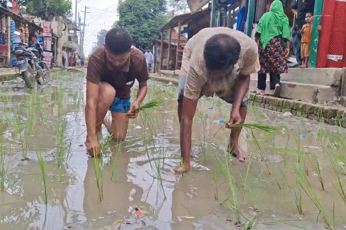 গাজীপুরে শেষ হয়নি সড়ক সংস্কারের কাজ, ধানের চারা রোপন করে প্রতিবাদ