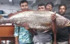 বাগেরহাটে এক মাছ বিক্রি হলো সাড়ে ৩ লাখ টাকায়