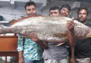 বাগেরহাটে এক মাছ বিক্রি হলো সাড়ে ৩ লাখ টাকায়