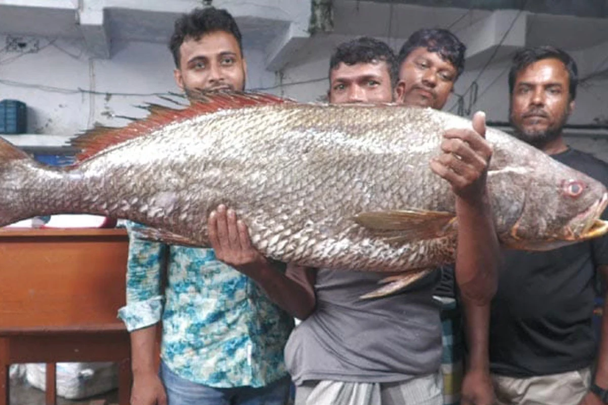 বাগেরহাটে এক মাছ বিক্রি হলো সাড়ে ৩ লাখ টাকায়