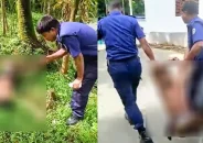 বরগুনায় ডাব চুরি করতে গিয়ে ভিমরুলের কামড়, গাছ থেকে পড়ে আহত চোর