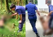 বরগুনায় ডাব চুরি করতে গিয়ে ভিমরুলের কামড়, গাছ থেকে পড়ে আহত চোর