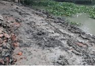 উজিরপুরে উদ্বোধনের দুই মাসেই বেহাল ৭৫ লাখের সড়ক, উঠছে পিচ-পাথর! 
