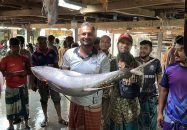 জেলের জালে ধরা পড়ল ২৯ কেজির টুনা মাছ, ৪০ হাজার টাকায় বিক্রি