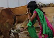 ভারতে সরকারিভাবে গোমূত্র সংগ্রহ শুরু, লিটার ২৬ টাকা করার পরিকল্পনা